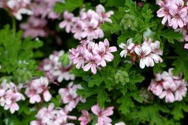 Ulei esential de Geranium